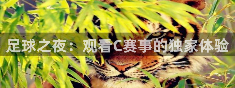足球之夜：观看C赛事的独家体验